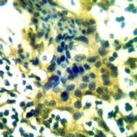 IPP1 Antibody