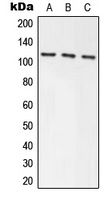 Axin-1 Rabbit Polyclonal Antibody