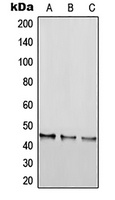 RGS20 Rabbit Polyclonal Antibody