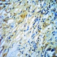 RAB36 Rabbit Polyclonal Antibody