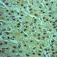 SEC61B Rabbit Polyclonal Antibody
