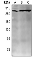MYST4 Rabbit Polyclonal Antibody