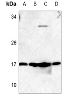 RhoF Rabbit Polyclonal Antibody