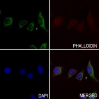 RhoF Rabbit Polyclonal Antibody
