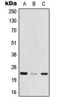 MED29 Antibody