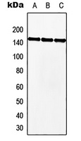 MKL2 Rabbit Polyclonal Antibody