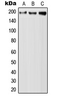 QSER1 Rabbit Polyclonal Antibody