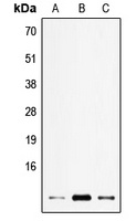 ELOF1 Rabbit Polyclonal Antibody
