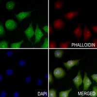 ELOF1 Rabbit Polyclonal Antibody