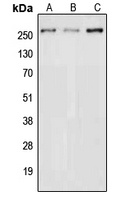 NAV3 Rabbit Polyclonal Antibody