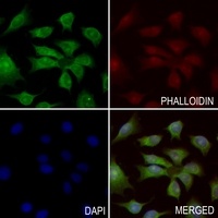 Agrin Rabbit Polyclonal Antibody