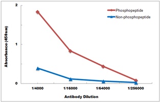 Androgen Receptor (Phospho-S650) Antibody