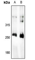 ACC alpha Rabbit Polyclonal Antibody