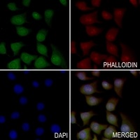 ACC alpha Rabbit Polyclonal Antibody