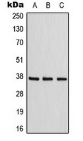 ADORA1 Antibody