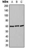 Alpha-2C Adrenergic Receptor Rabbit Polyclonal Antibody