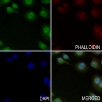 Beta-2 Adrenergic Receptor Rabbit Polyclonal Antibody