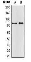 APBA2 Rabbit Polyclonal Antibody