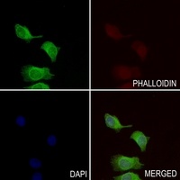 APBA2 Rabbit Polyclonal Antibody