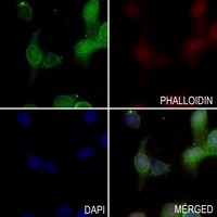 Aquaporin 1 Rabbit Polyclonal Antibody