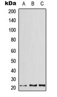 ATF3 Antibody