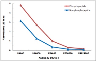 ATF4 (Phospho-S245) Antibody