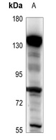BARD1 Antibody