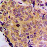 BCLW Antibody