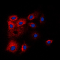 BCLW Antibody