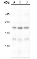 BRCA1 (Phospho-S1524) Rabbit Polyclonal Antibody