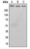BRCA2 Rabbit Polyclonal Antibody