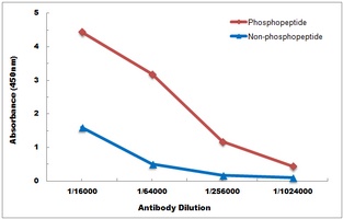 BTK (Phospho-Y223) Antibody