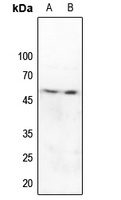 Caspase 9 Rabbit Polyclonal Antibody