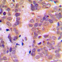 Caspase 9 Rabbit Polyclonal Antibody