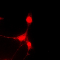 Caspase 9 Rabbit Polyclonal Antibody