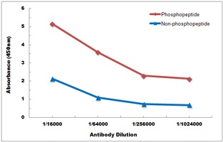 Catalase (Phospho-Y386) Antibody