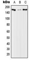 EGFR (Phospho-T678) Rabbit Polyclonal Antibody