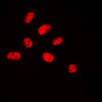 NET (Phospho-S357) Antibody