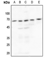 c-SRC Antibody [KO/KD Validated]