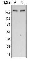 Filamin A (Phospho-S2152) Antibody