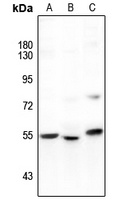 GAS8 Rabbit Polyclonal Antibody