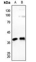 Connexin 37 Rabbit Polyclonal Antibody