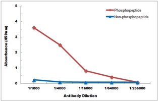 HNF4 alpha (Phospho-S313) Antibody