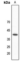 hNRNP C Antibody