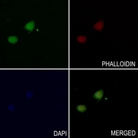TAU (Phospho-S713) Rabbit Polyclonal Antibody