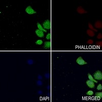 TAU (Phospho-T529) Antibody