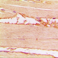 Merlin (Phospho-S518) Antibody