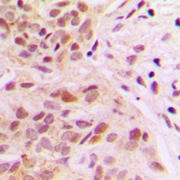 Rpb1 CTD (Phospho-S1619) Antibody