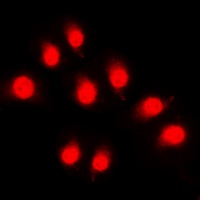 Rpb1 CTD (Phospho-S1619) Antibody