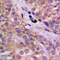AMPK alpha 1 (Phospho-S496) Antibody